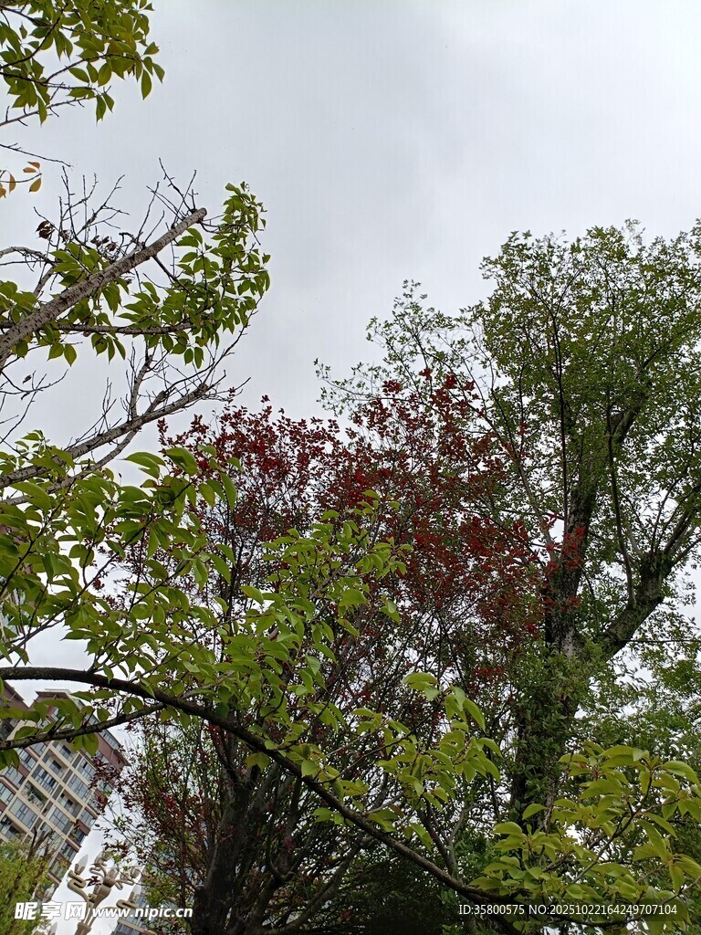 枝头绿意与红叶交织