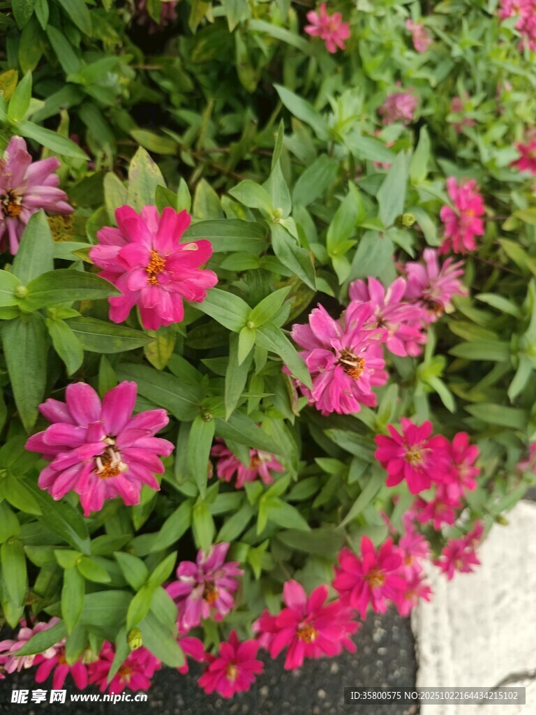 娇艳粉色花朵绽放绿叶间