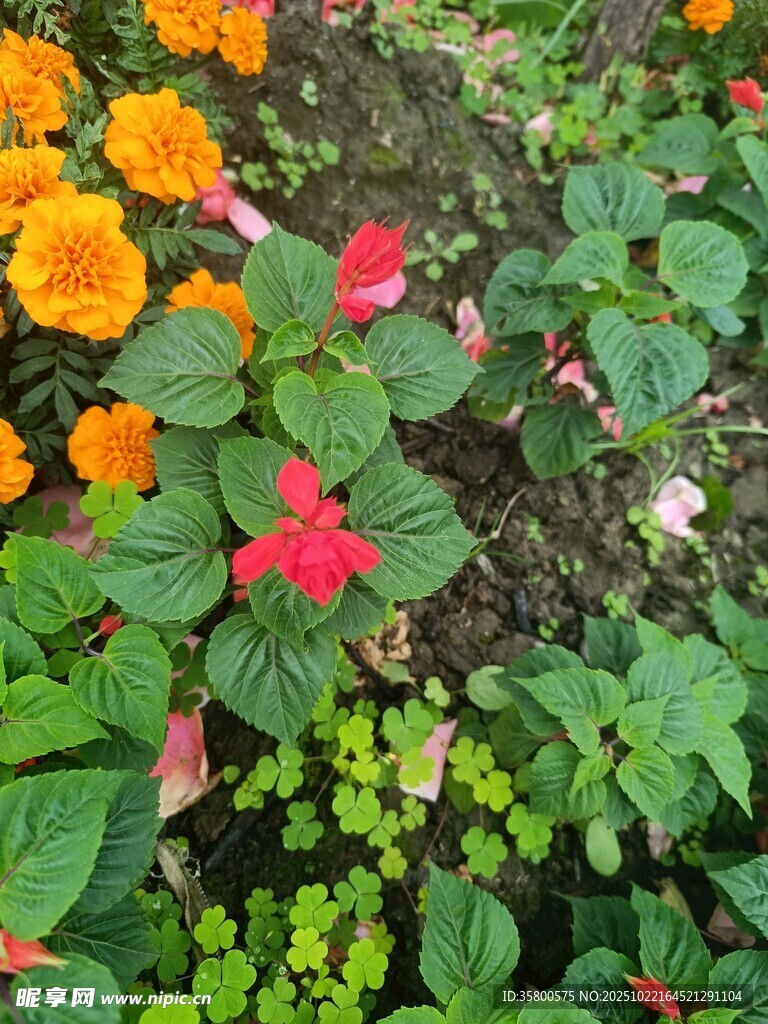 多彩花卉绽放生机