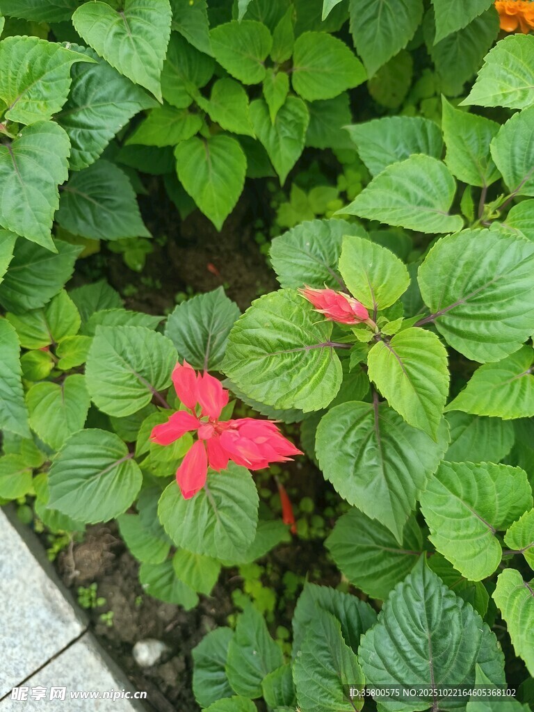 绿叶丛中两朵红