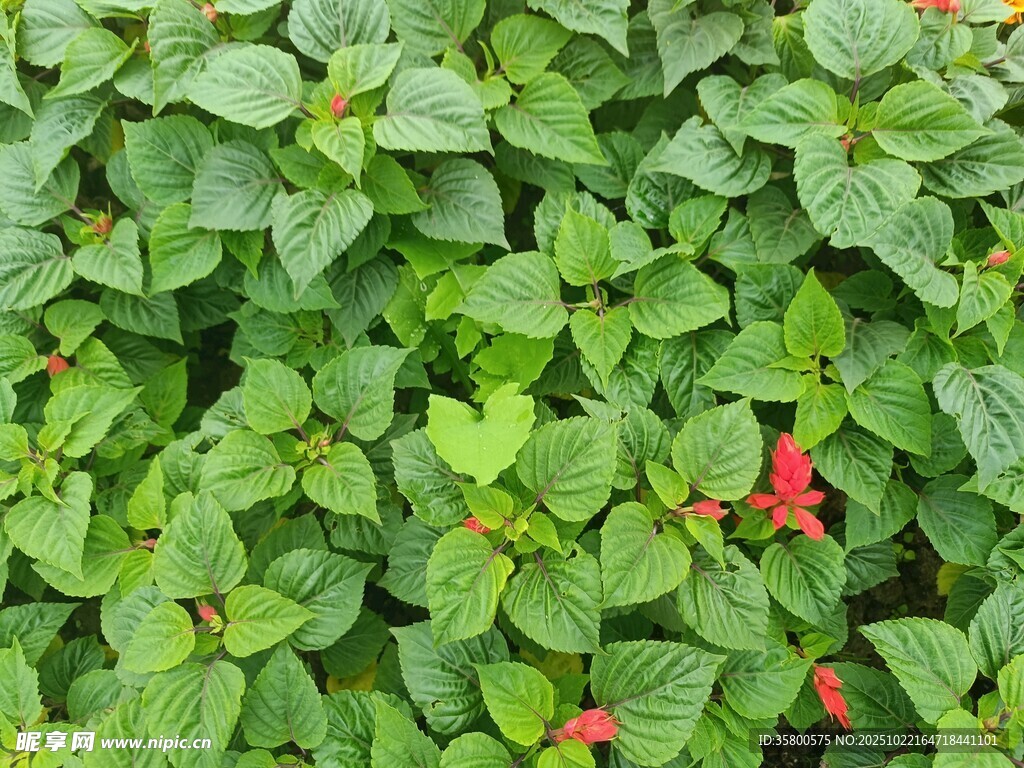 绿叶丛中点点红