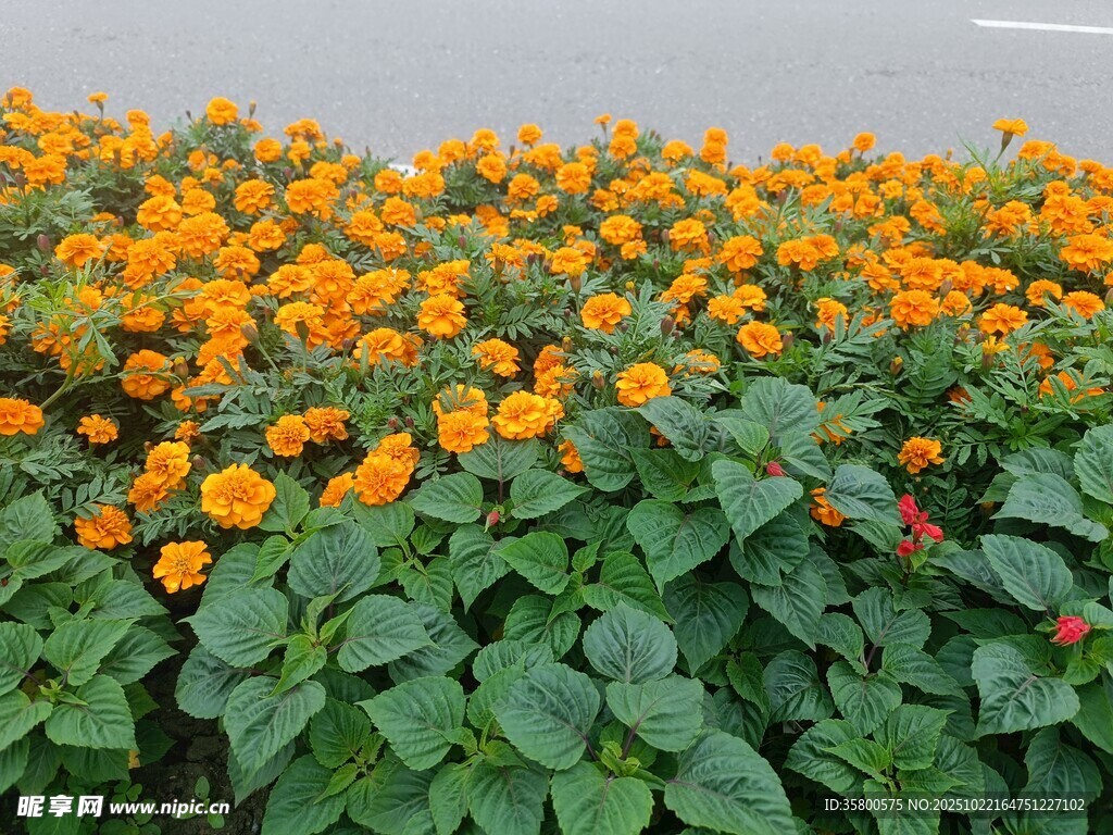 橙色花朵与绿叶景观