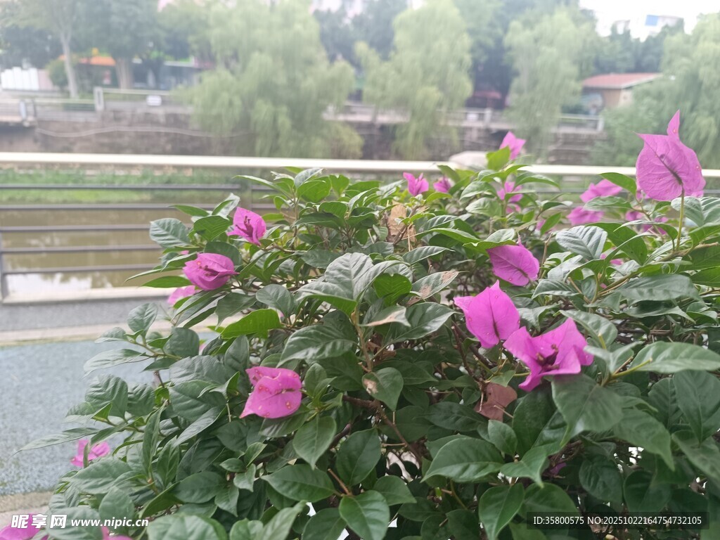 娇艳绽放的粉色花卉