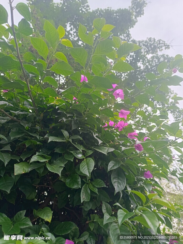 绿叶丛中的娇艳粉花