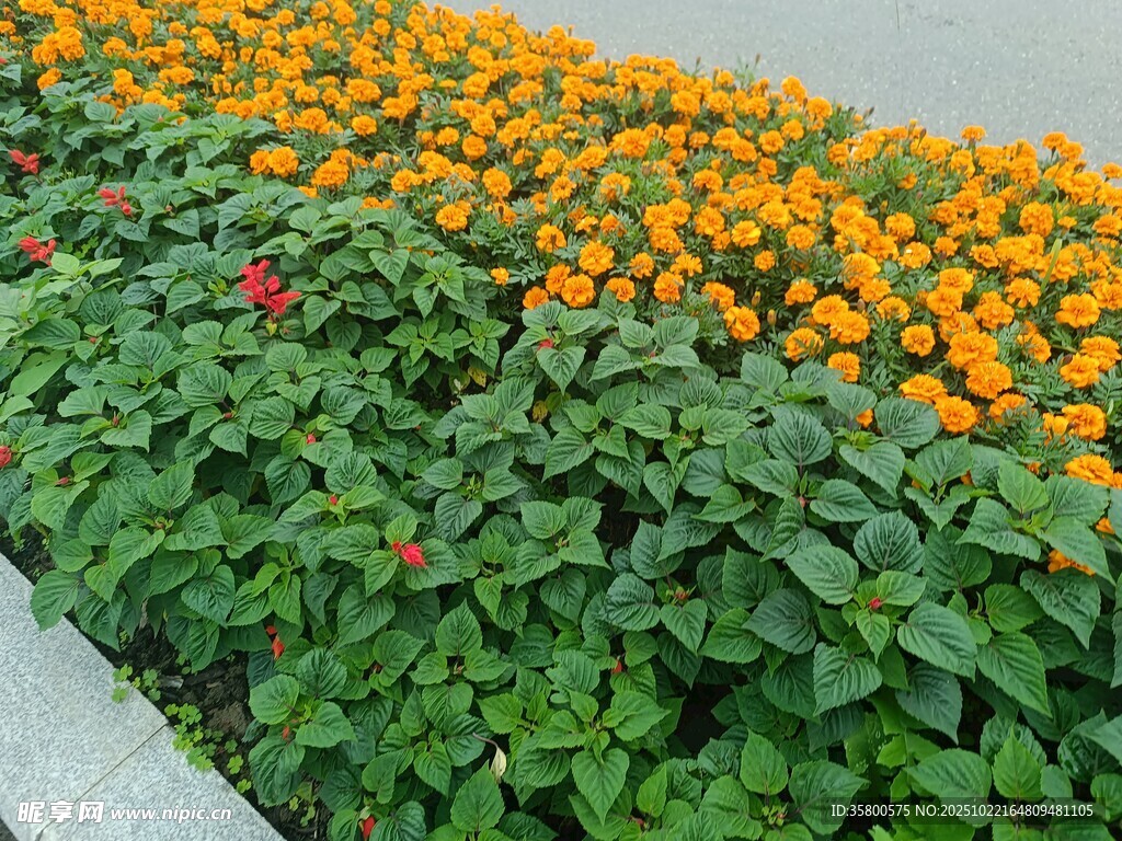 花坛中的多彩花卉景观