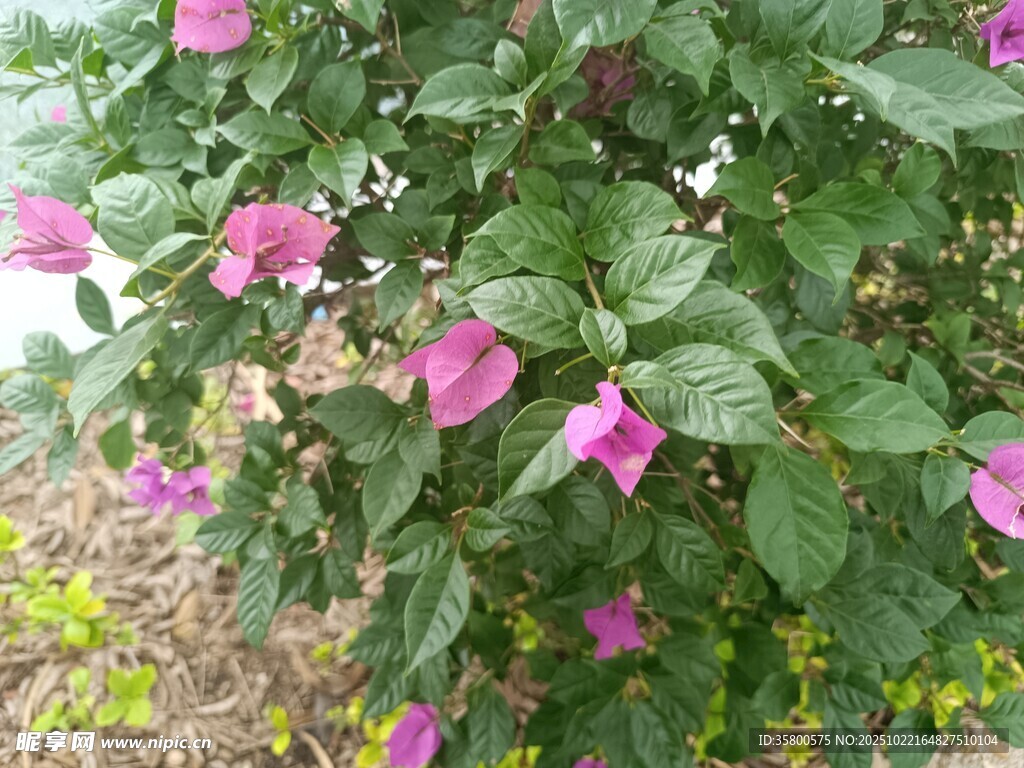 绽放的粉色花朵与绿叶