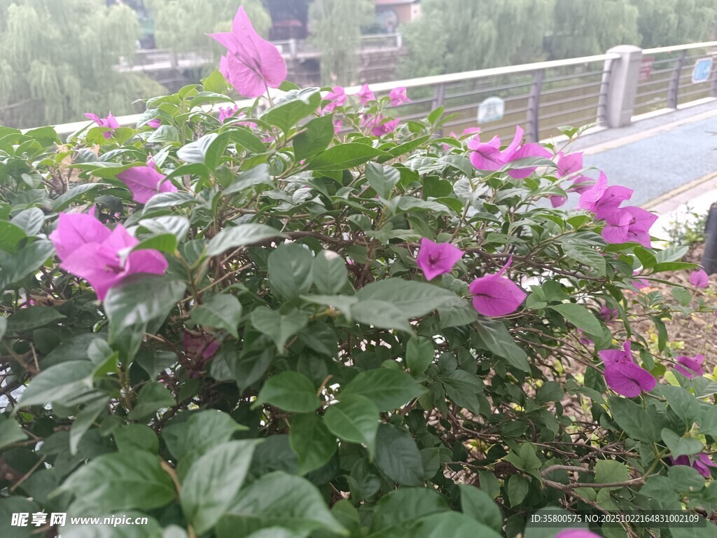 绽放的粉色花卉