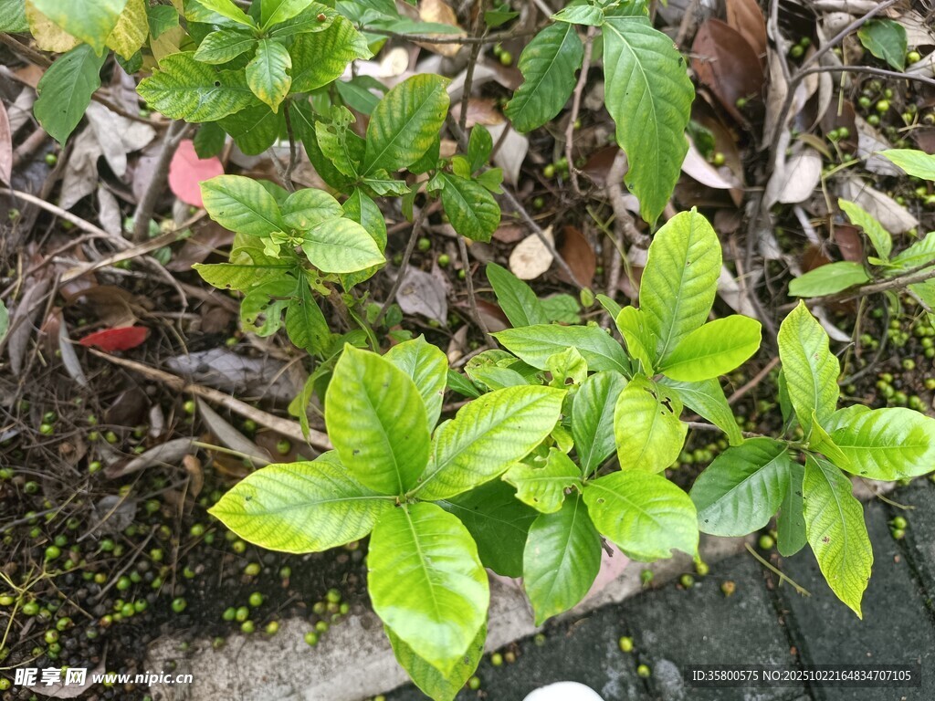 嫩绿植物生机盎然