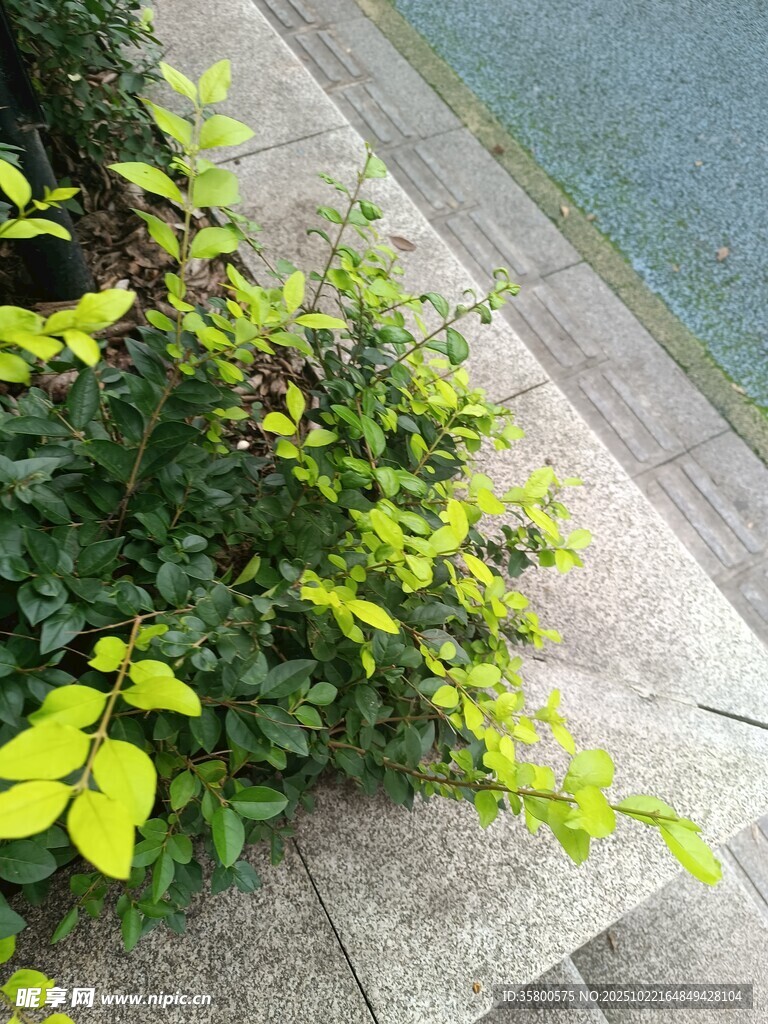 石缝间的翠绿植物