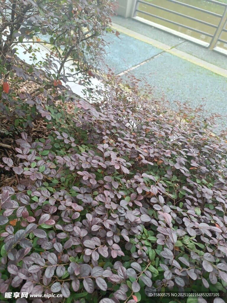 紫色植物景观