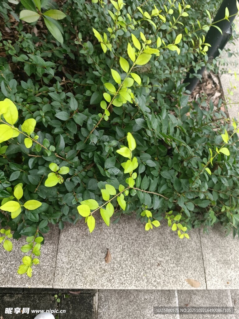 绿叶植物生机盎然