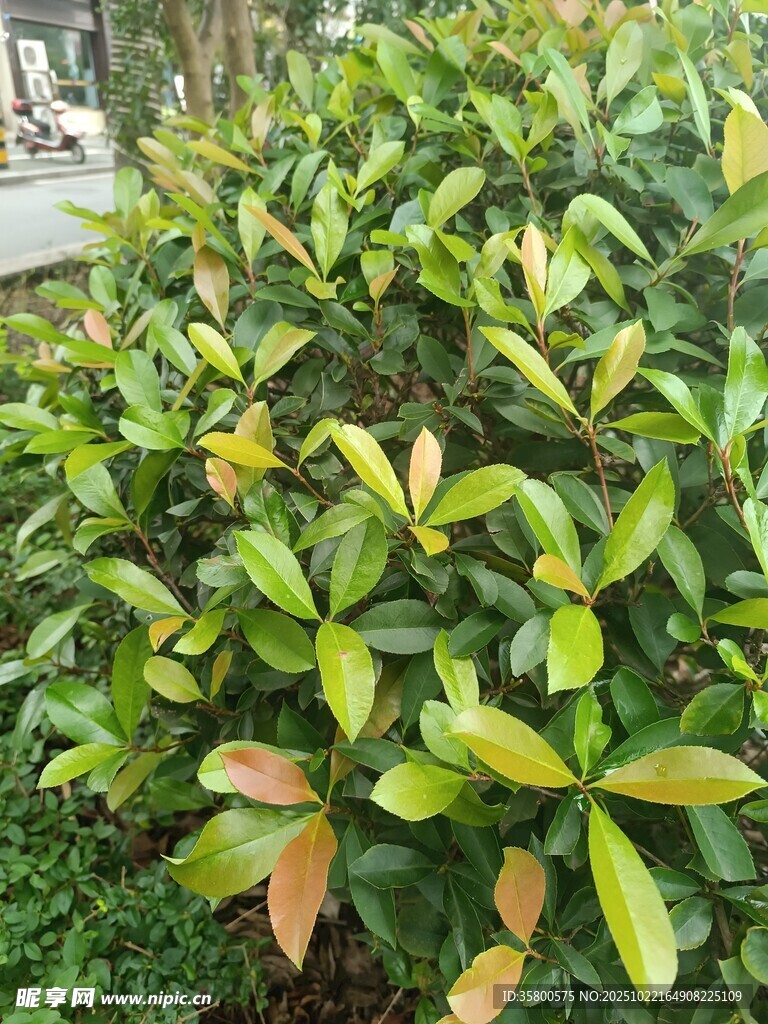 绿叶繁茂的灌木丛