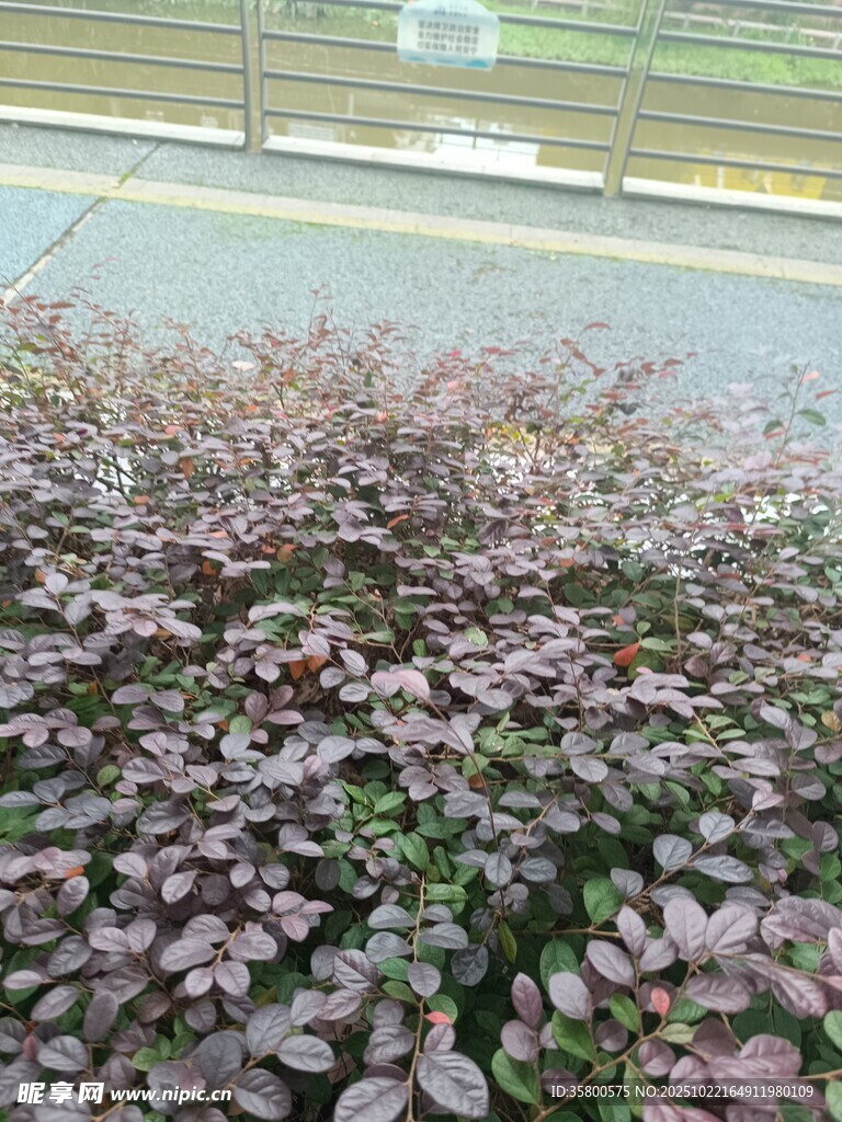 路边紫叶植物景观
