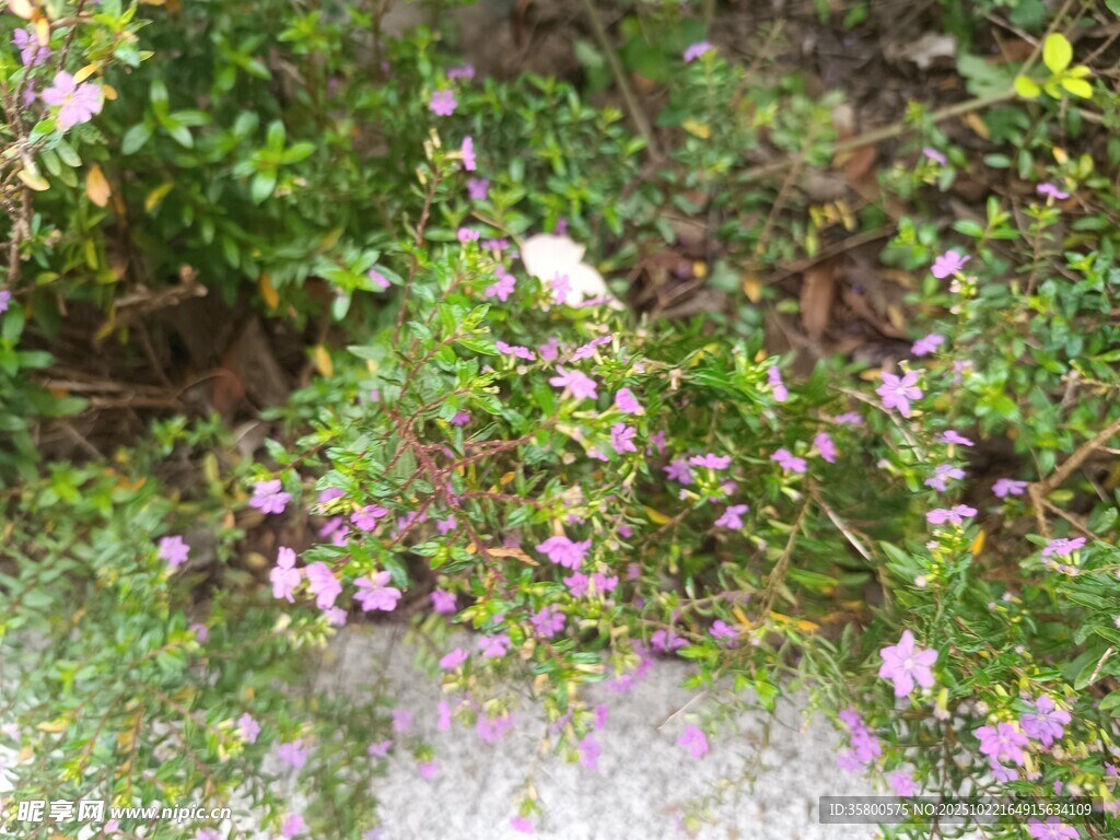 繁花盛开的绿植景观