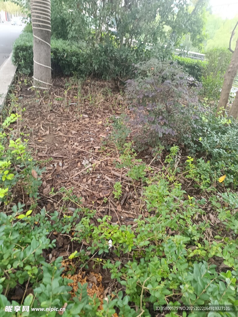 庭院绿植与覆盖物景观