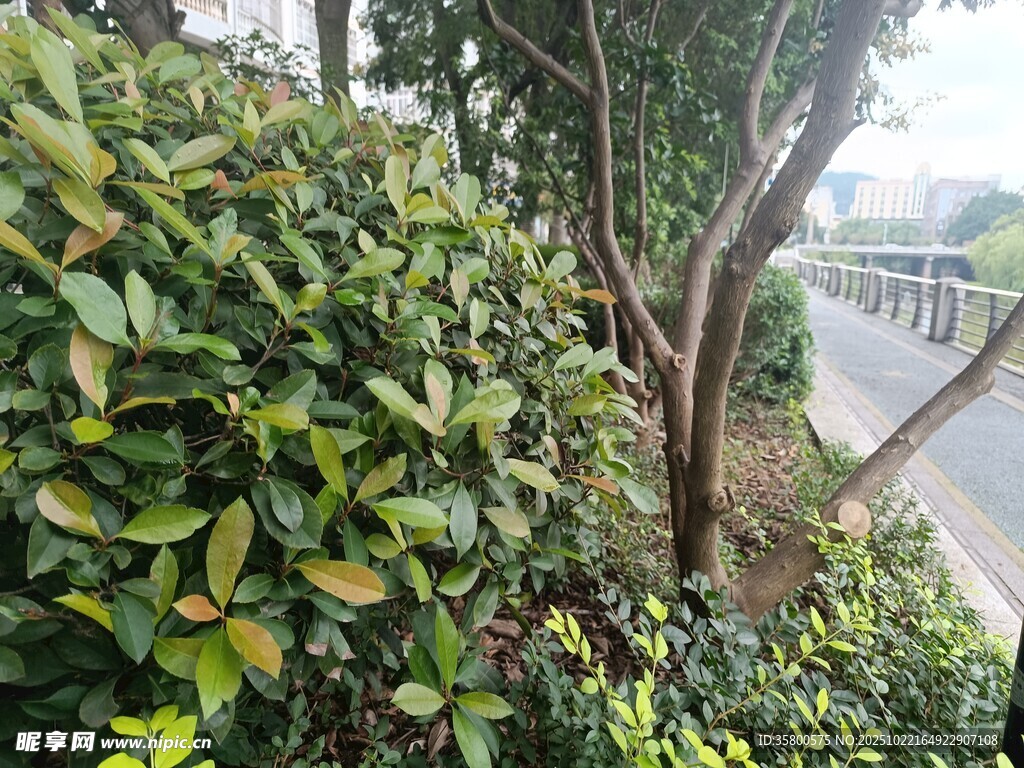 路边绿植景观