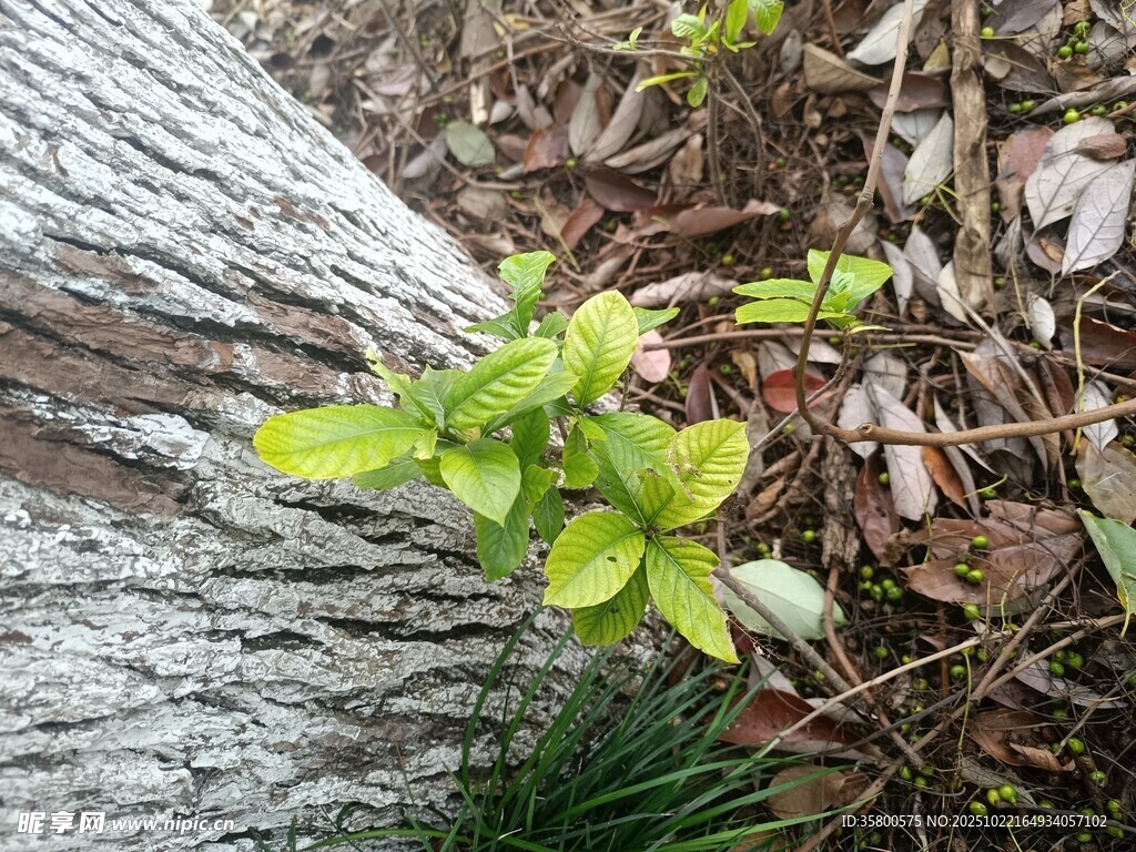 树干旁新生的嫩绿植物