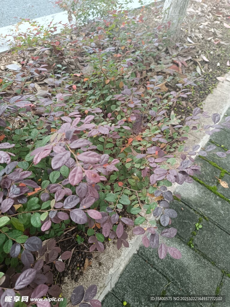 紫叶植物景观