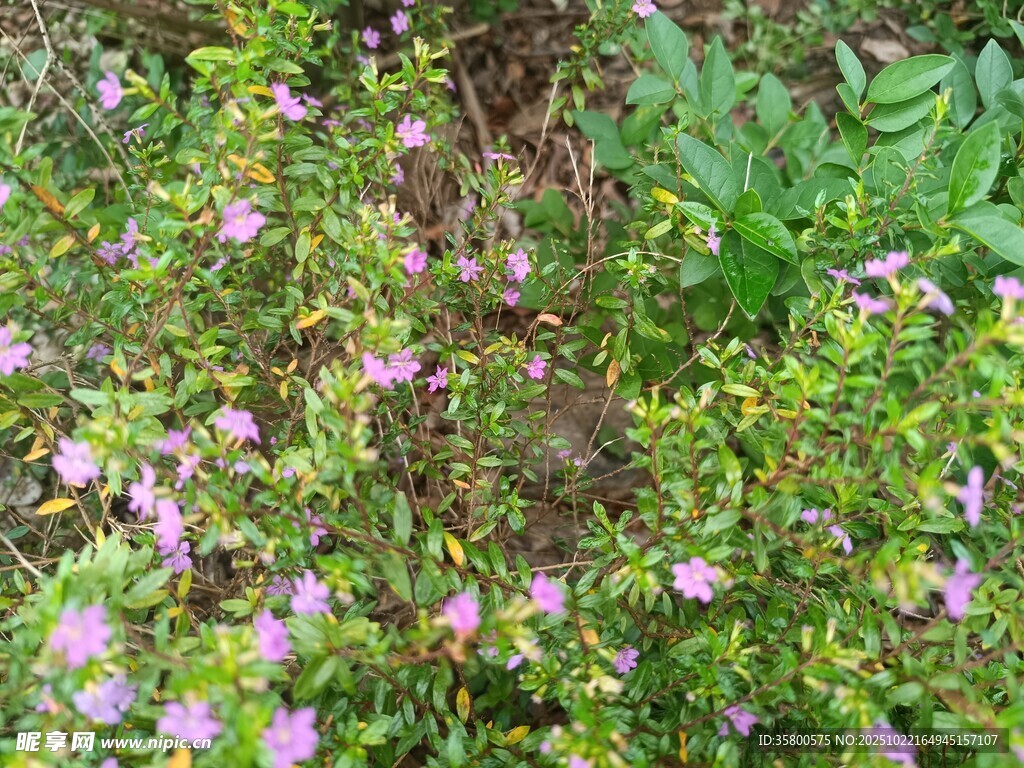 繁茂花丛中的紫色小花