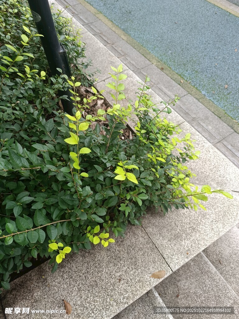 路边绽放的黄色小花
