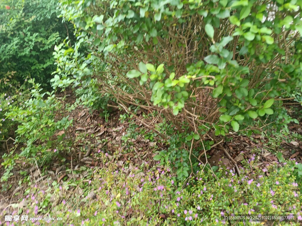 野外繁茂绿植景观