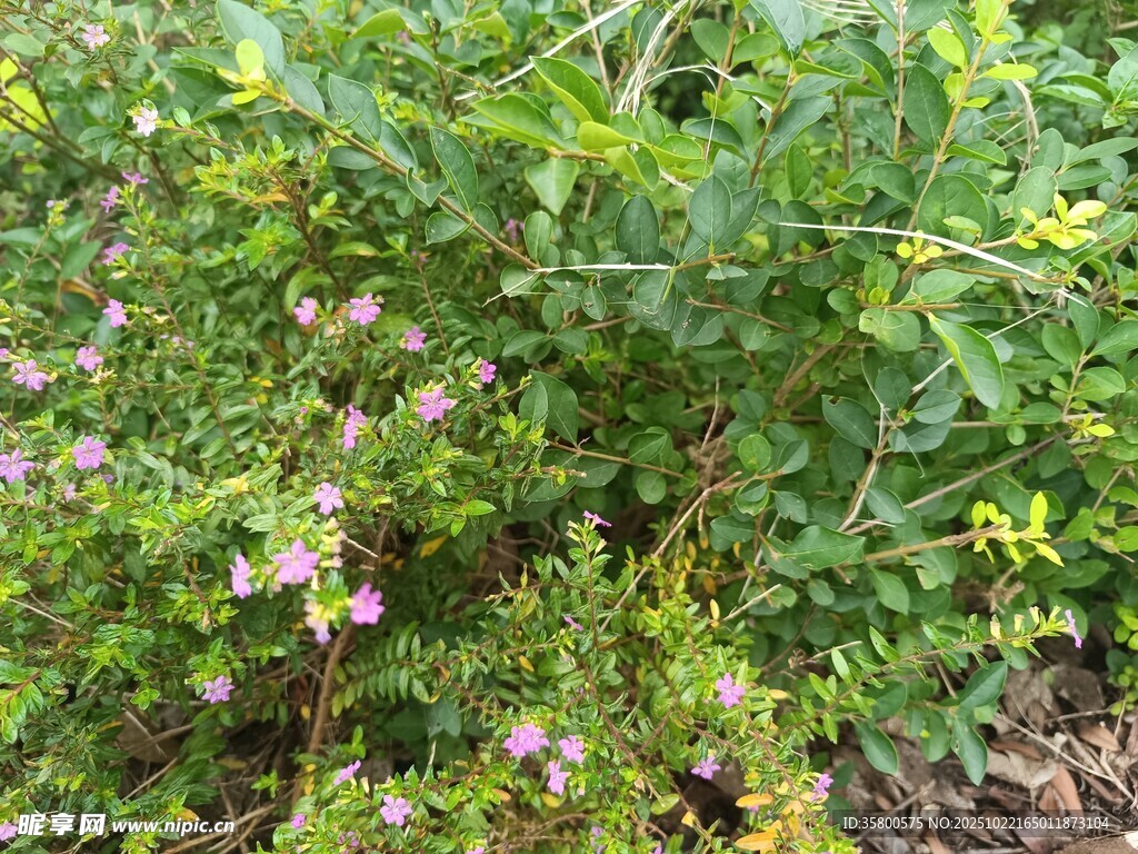 野外丛生的带花绿色植物