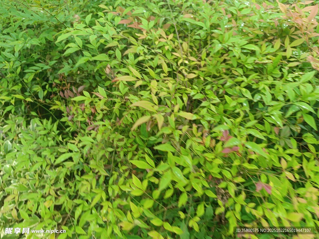 繁茂绿植景观