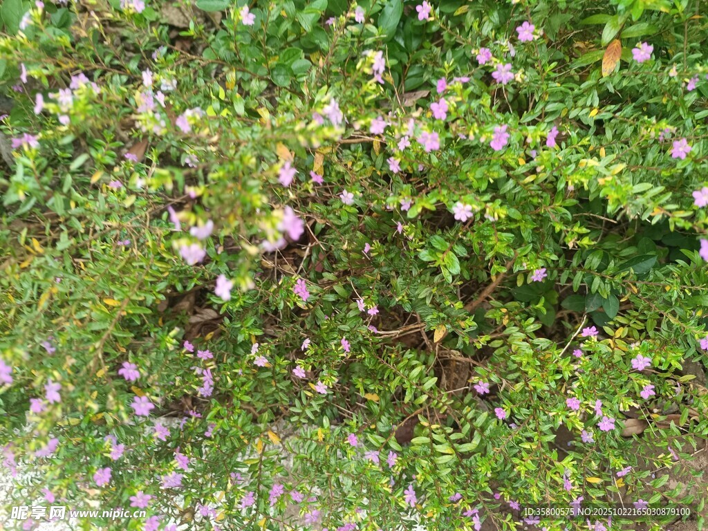 繁茂绿植间点缀紫色小花