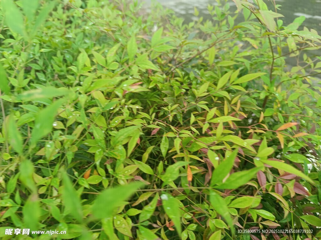 绿意盎然的野外植物景观