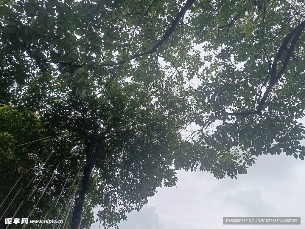 仰视茂密树林树冠