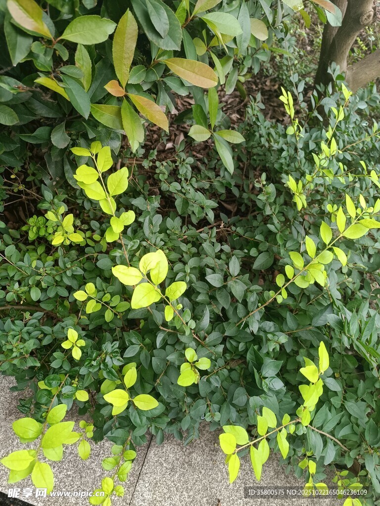 翠绿植物生机盎然
