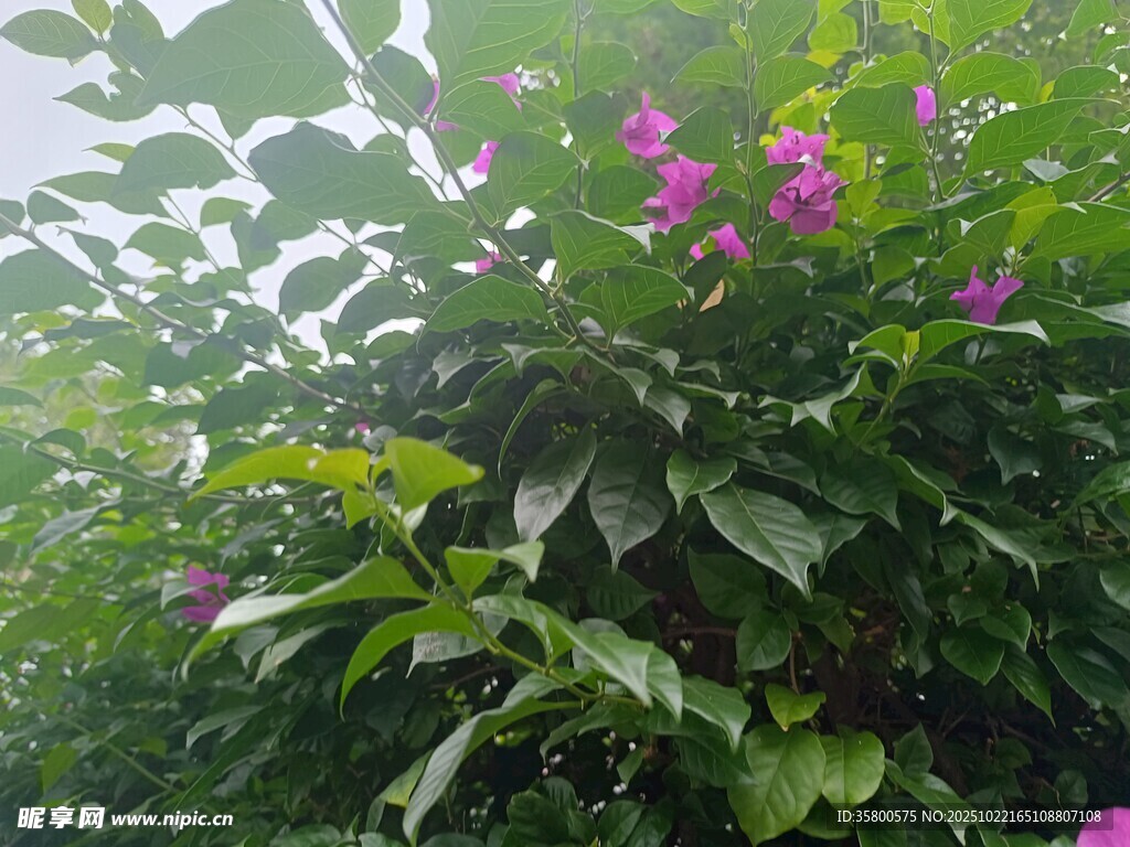 绿叶丛中的娇艳紫花