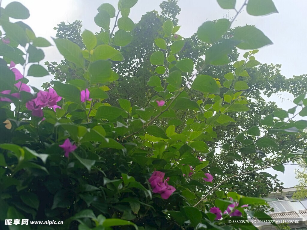 绿叶丛中的娇艳紫花