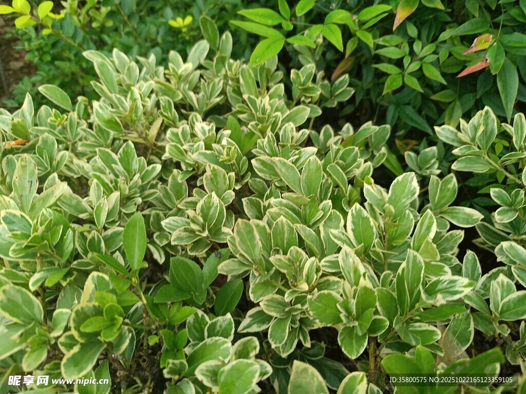 银边绿叶植物特写