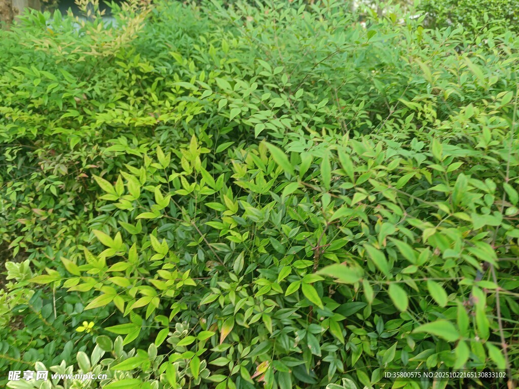 繁茂的绿色植物景观