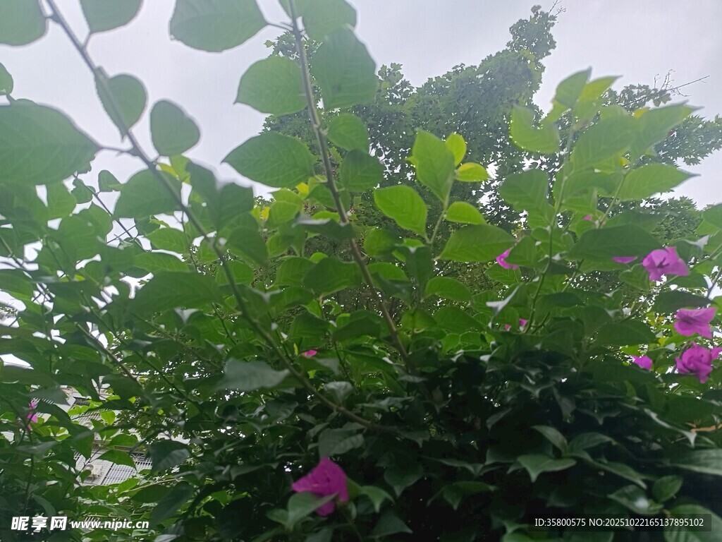 绿叶丛中绽放的娇艳花朵