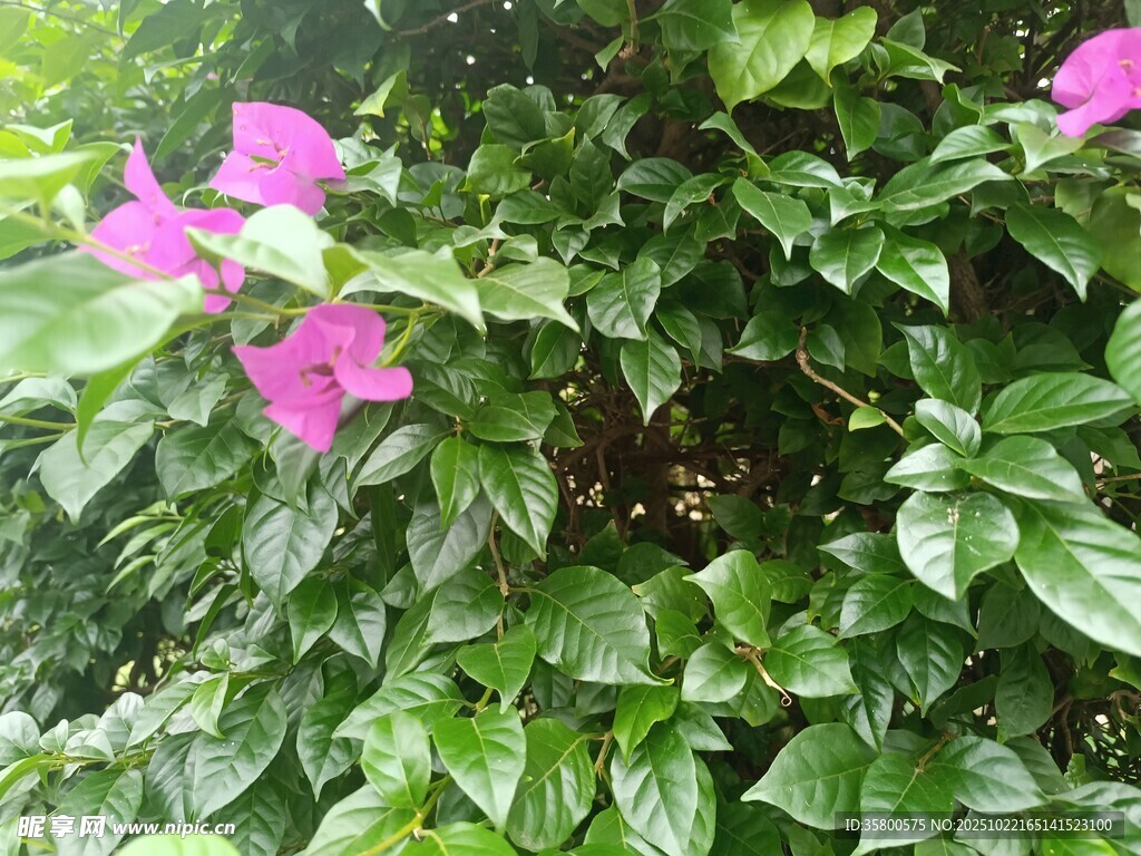 绿叶丛中的娇艳粉花
