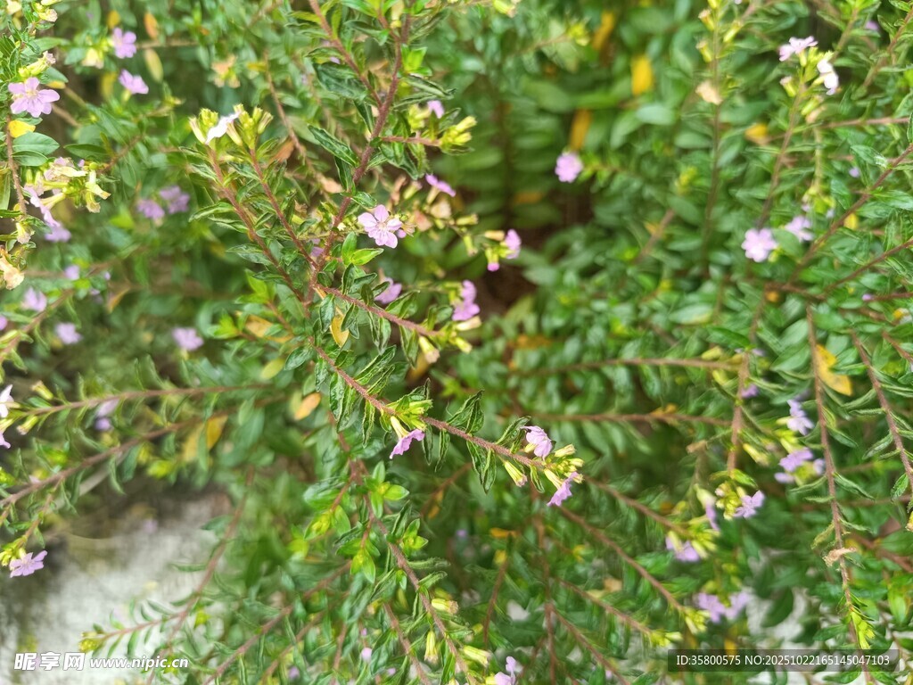 繁茂花草特写
