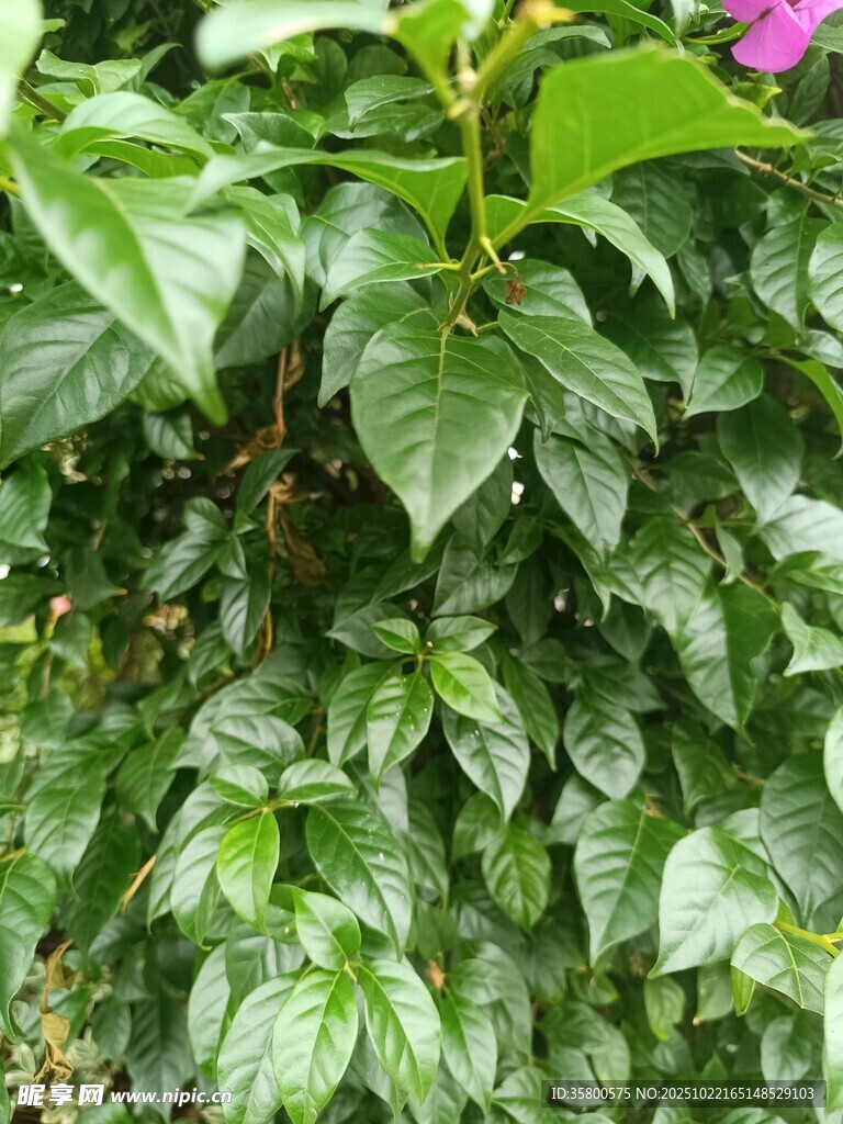 翠绿繁茂的植物景观