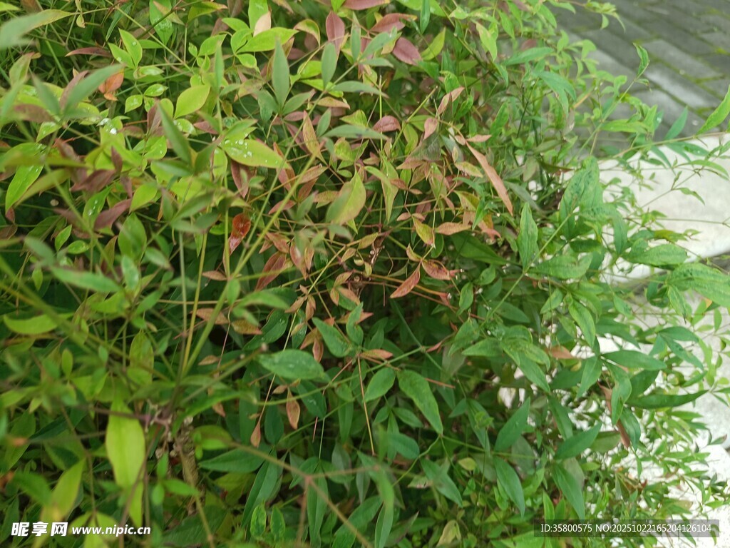 绿叶繁茂的植物景观