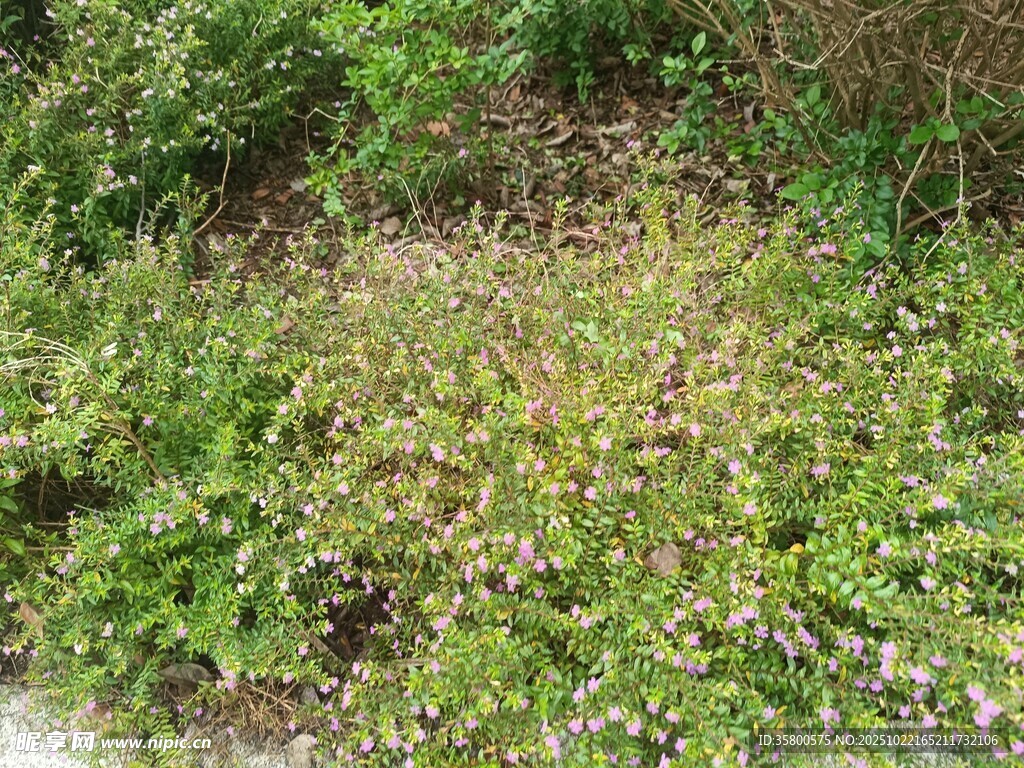 繁茂野花绿植景观