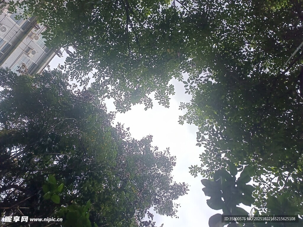 仰视茂密树林树冠