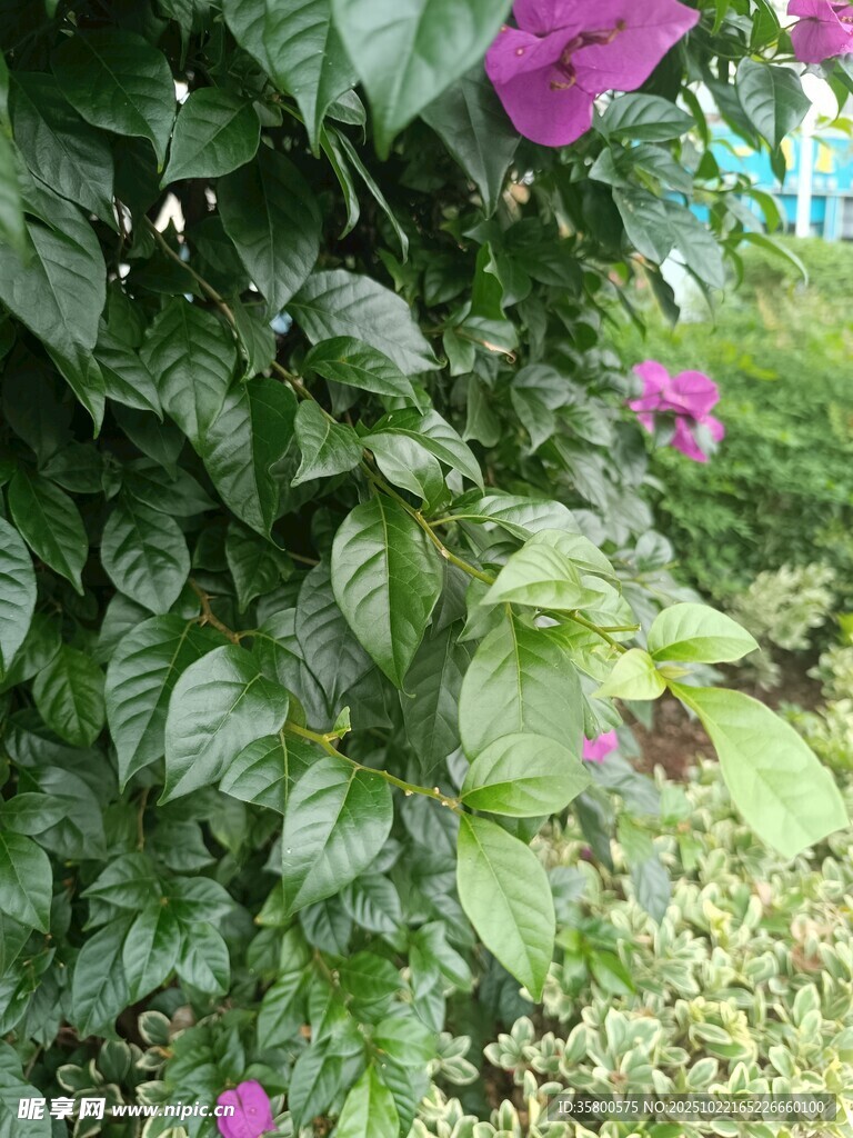 绿叶丛中绽放的娇艳花朵