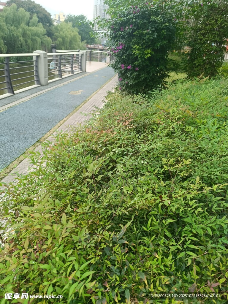 河边绿植环绕的步道