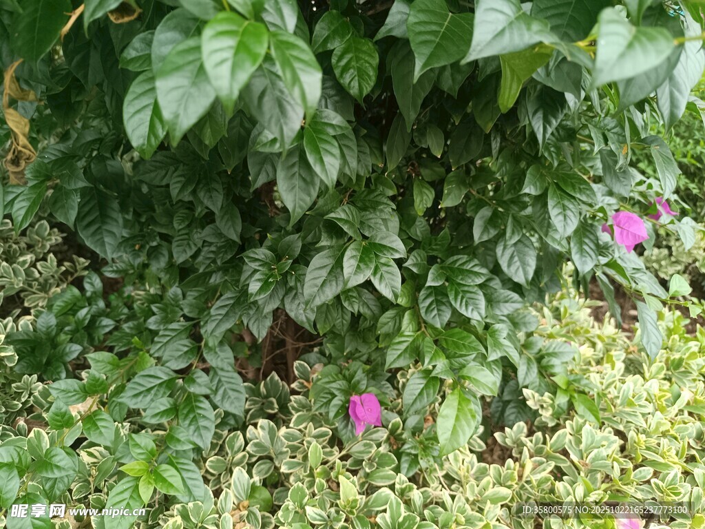 绿叶丛中绽放的娇艳小花