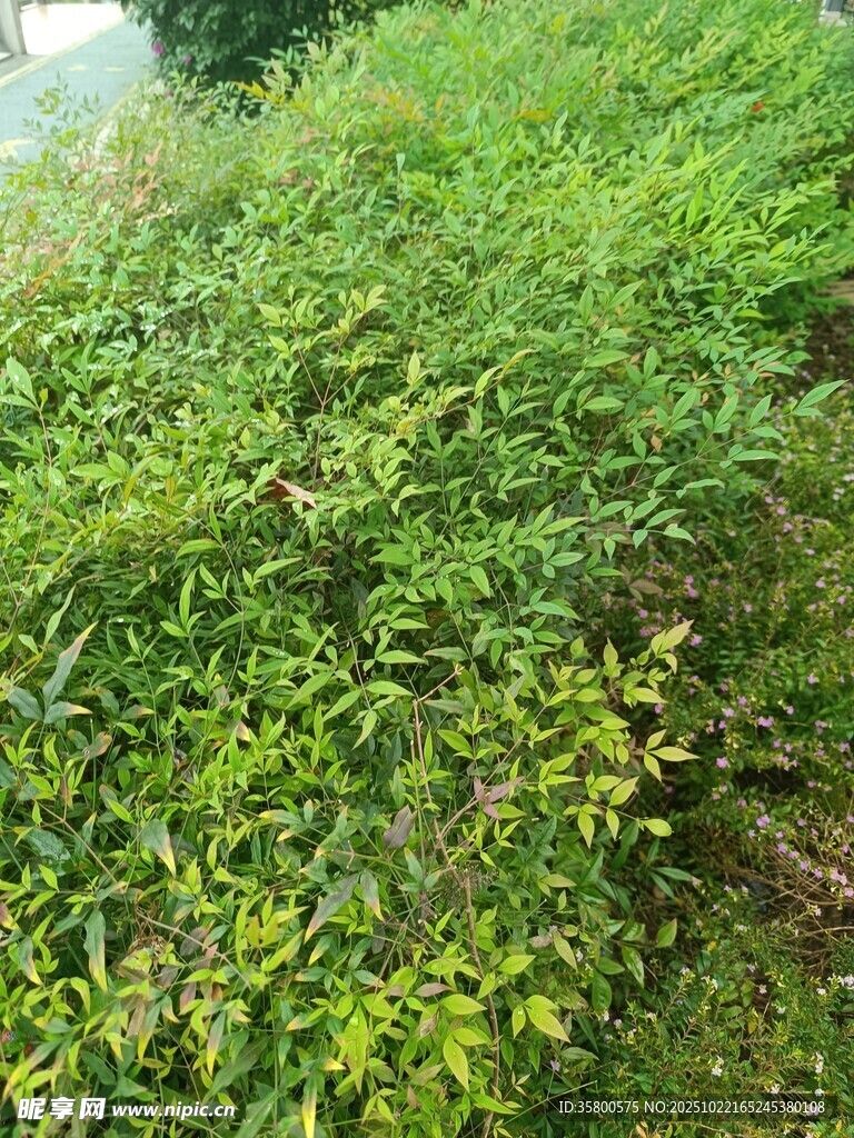 绿意盎然的茂盛植物