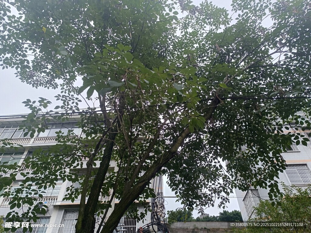 繁茂绿树映衬背后建筑