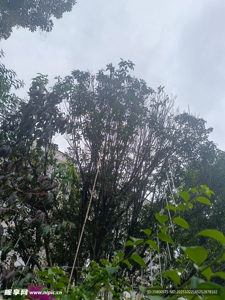 茂密丛林中的繁茂植物景观