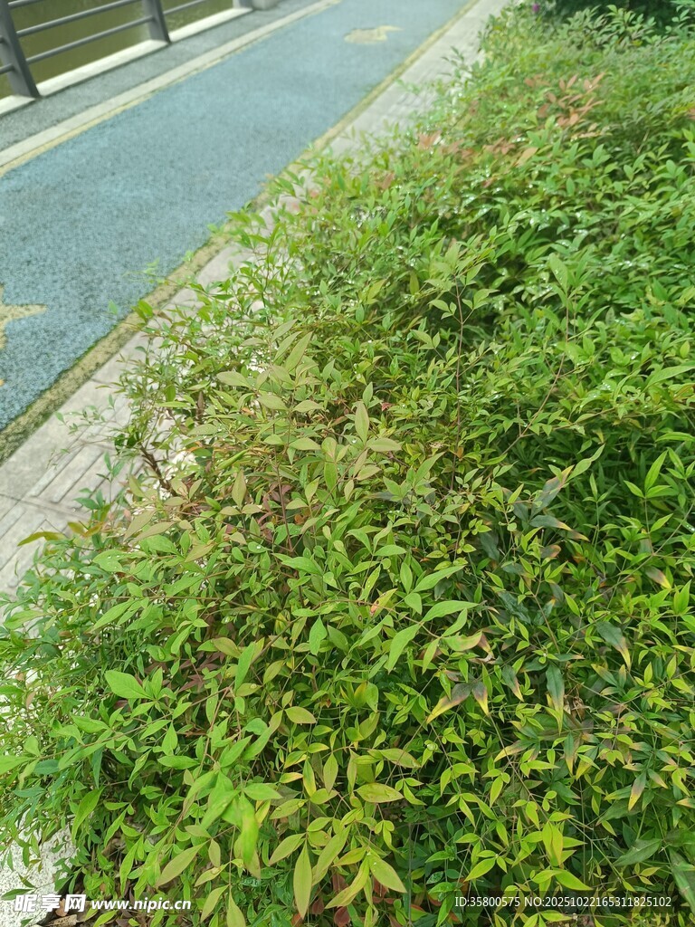 路边嫩绿繁茂的丛生植物