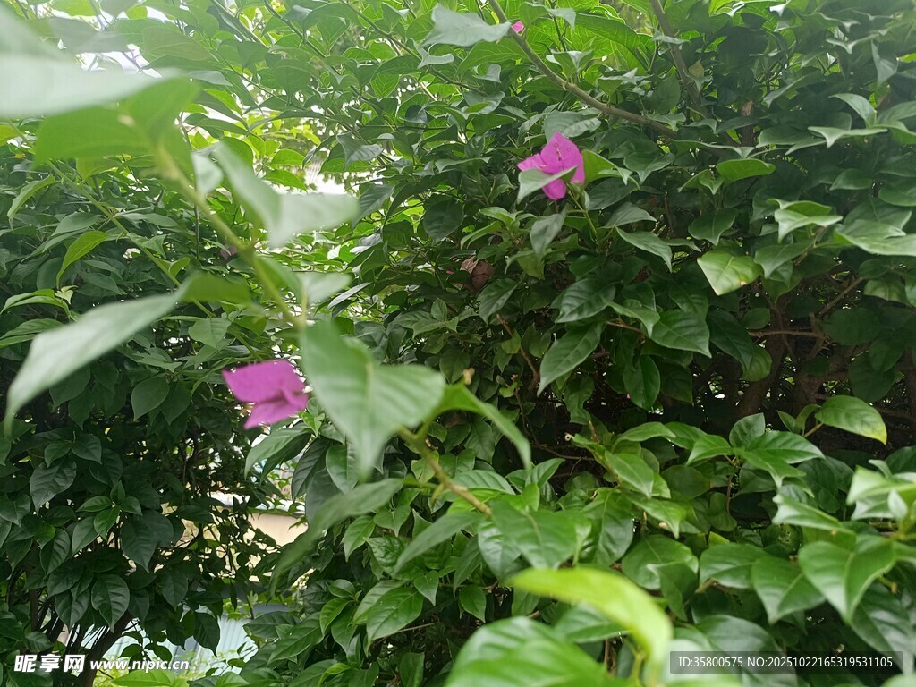 绿叶丛中的娇艳紫花